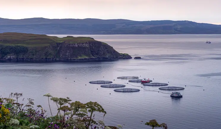 Fish Farm Landscape